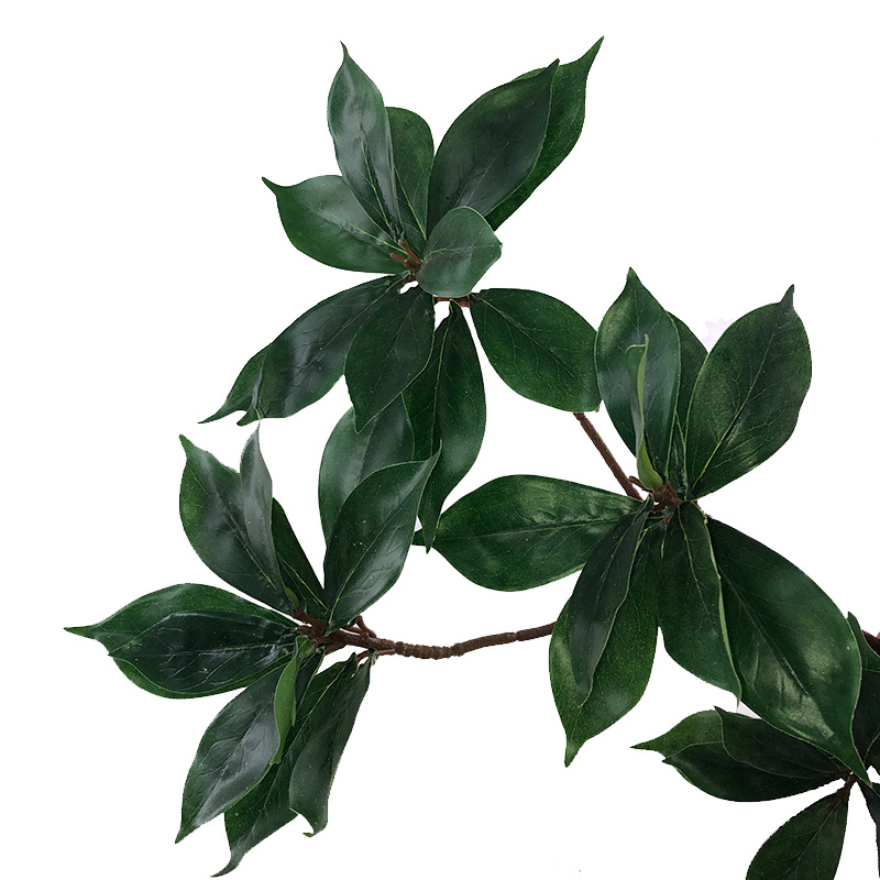 XRB-247 厚皮香四叉枝 (6).jpg