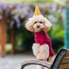 新款狗狗生日帽創意寵物生日派對帽子動物狗狗周歲創意生日帽用品