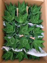 ����ֱ�N�Ӽһ���ֲ�� ����ֲ�� �ֲ̨��  �J�C ��ҹ��