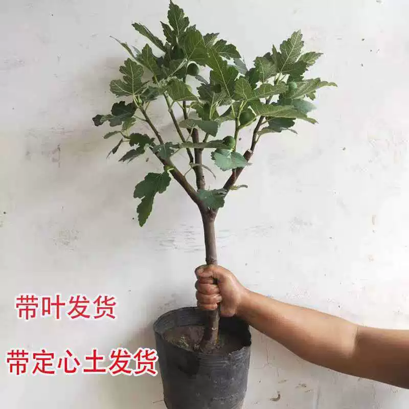 Рассада Рис в горшке с доставкой почвы Четыре сезона Результаты года в горшке Экстра большой красный карлик Боджи Рассада Рис