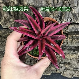 姬凤梨空气凤梨五彩积水凤梨懒人植物雨林缸生态水陆缸造景植物-阿里巴巴