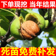 Ҙ޽籱Nֲ䱡ƤϷԵԹ箔Y