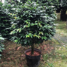 ����һ���嵽һ���߰˸� ������ζ��軨 �����軨