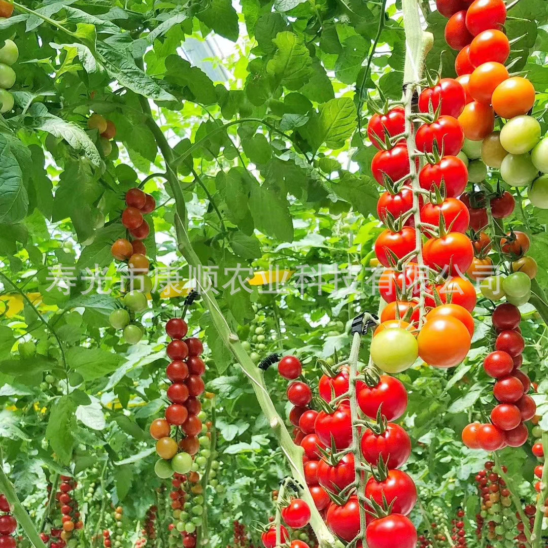 蔬菜种植槽 无土栽培系统 甜椒蔬菜栽培槽 椰糠基质栽培 长期批发