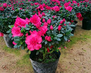 ���N������ ȫ��ѭ�h�_�����N��������ͥԺ�ֲ̨������[�Ű��]