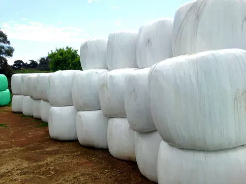 Травянистая пленка