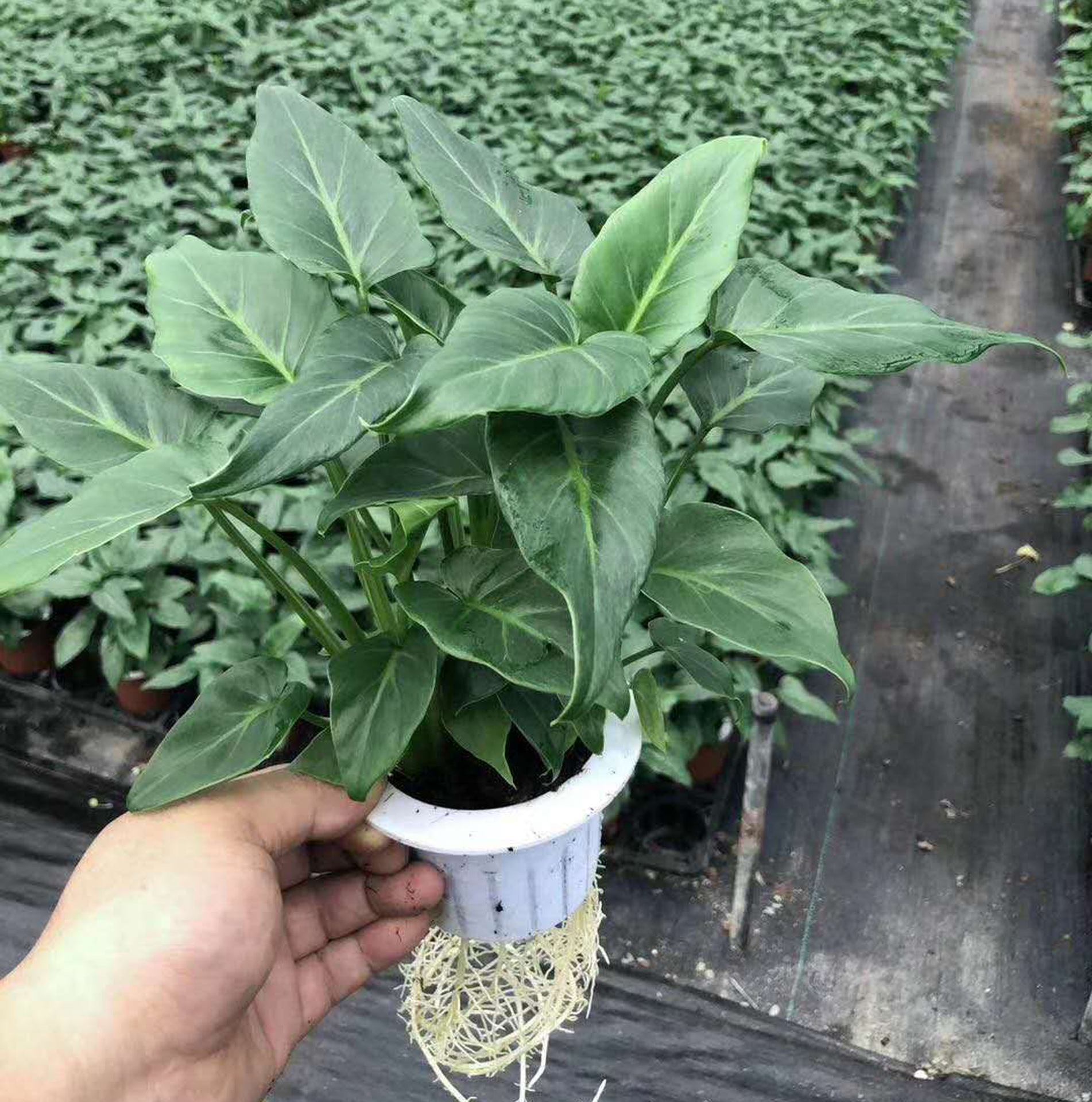 【基地直供】室内水培植物花卉 家居绿化小盆栽花卉 水培小天使|ms