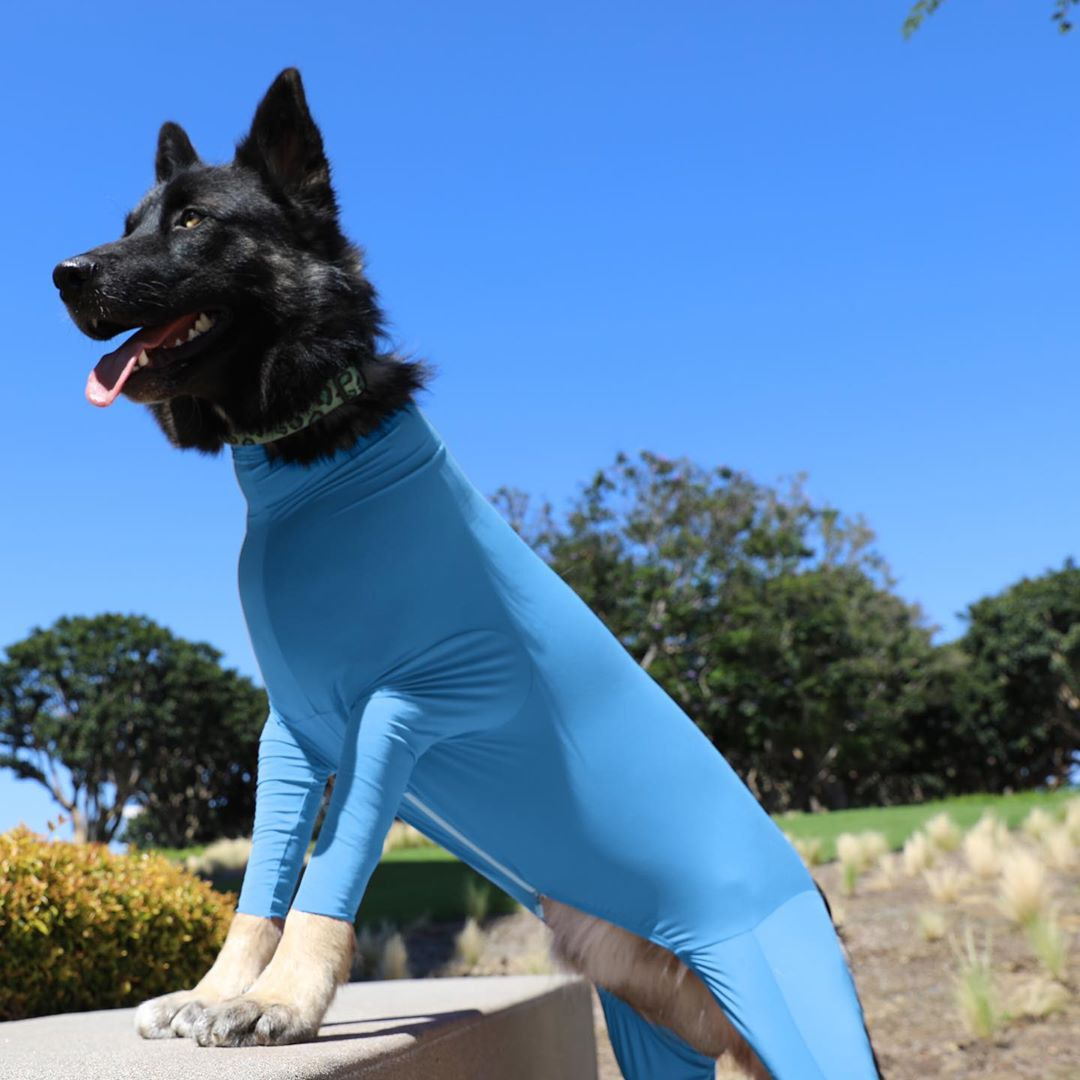 Casual Polyester Solid Color Pet Clothing display picture 4