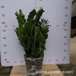 ���l�҃ȿ͏d���;Gֲ���� �A�~���X�� �u�X���k������ؔ��������