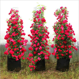 Red Wood Fragrant Yellow Wood Fragrant White Wood Fragrant Vine Rose Flower Seedlings Courtyard Balcony Climbing Vine Rose Rose Flower
