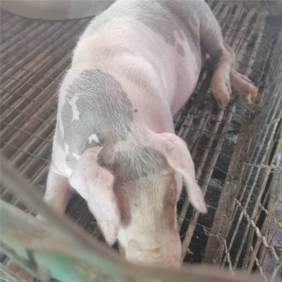 Changbai Pig Sow Sutai pig fry Grow up Landrace Price Quoted price