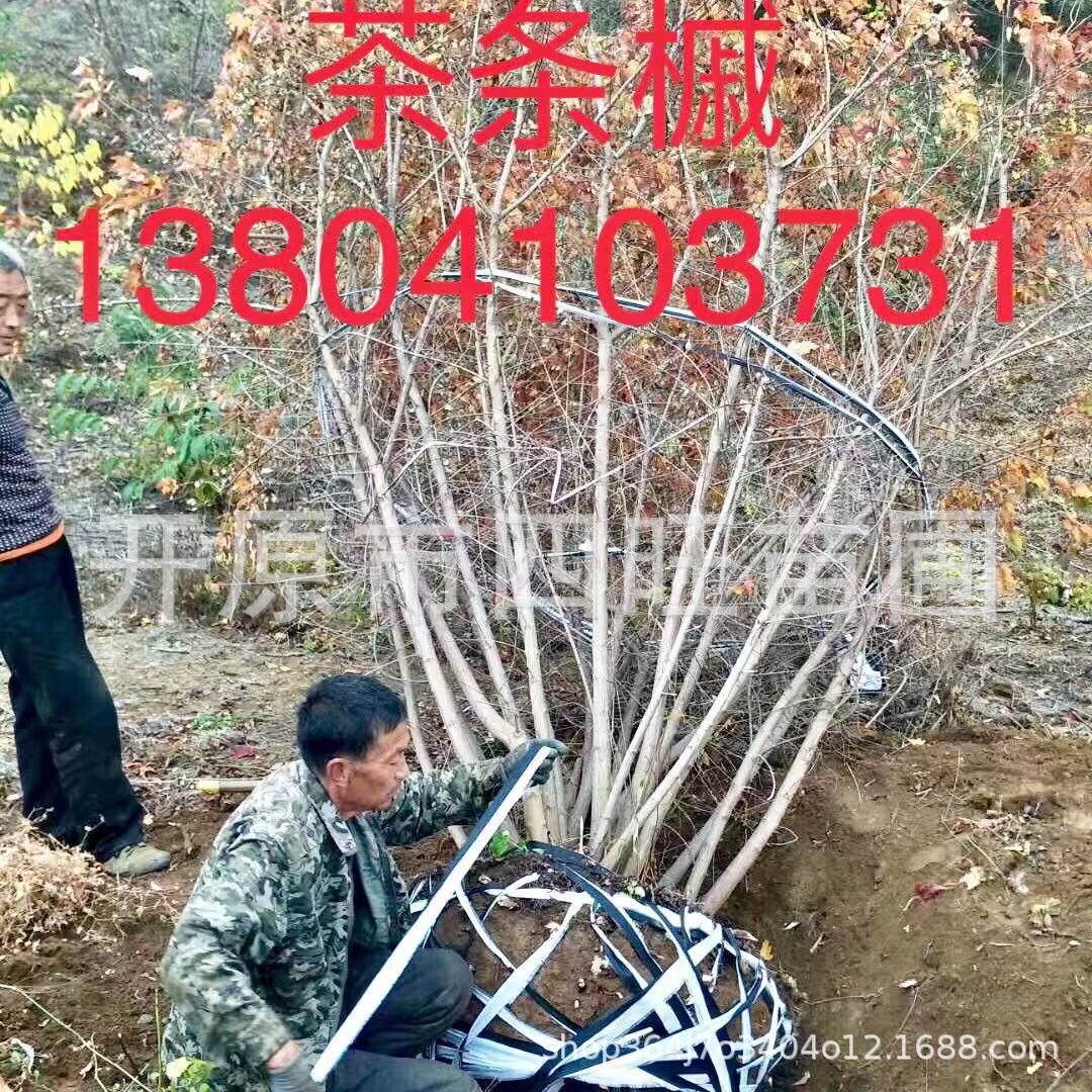 2023春季苗圃供应丛生 三角枫小苗大苗 树球规格齐全