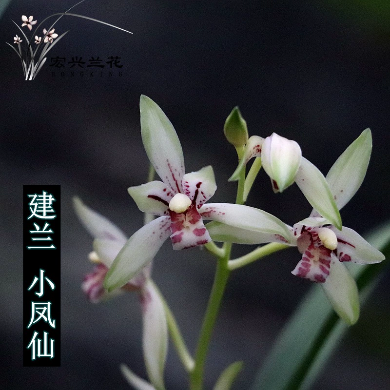Jianlan Four Seasons Orchid Small Impatiens Лучжоу-аромат рассады орхидеи комнатная зеленая посадка цветочное растение в горшке