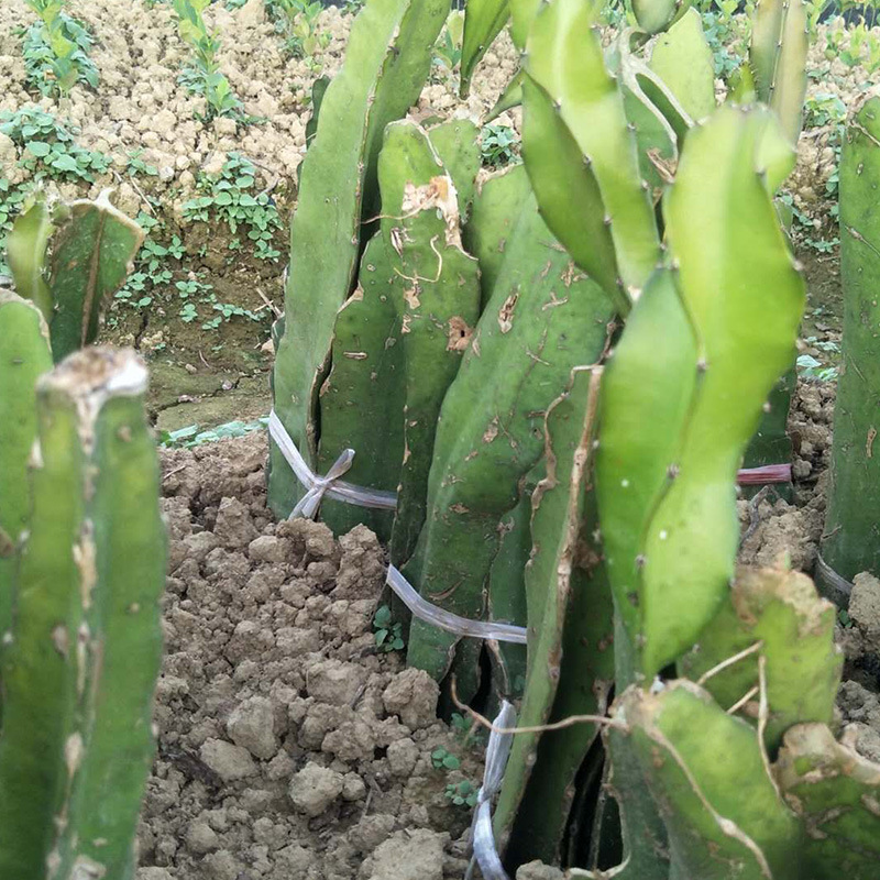 苗圃批发燕窝火龙果果树苗 黄皮火龙果黄麒麟果当年结果营养丰富|ru