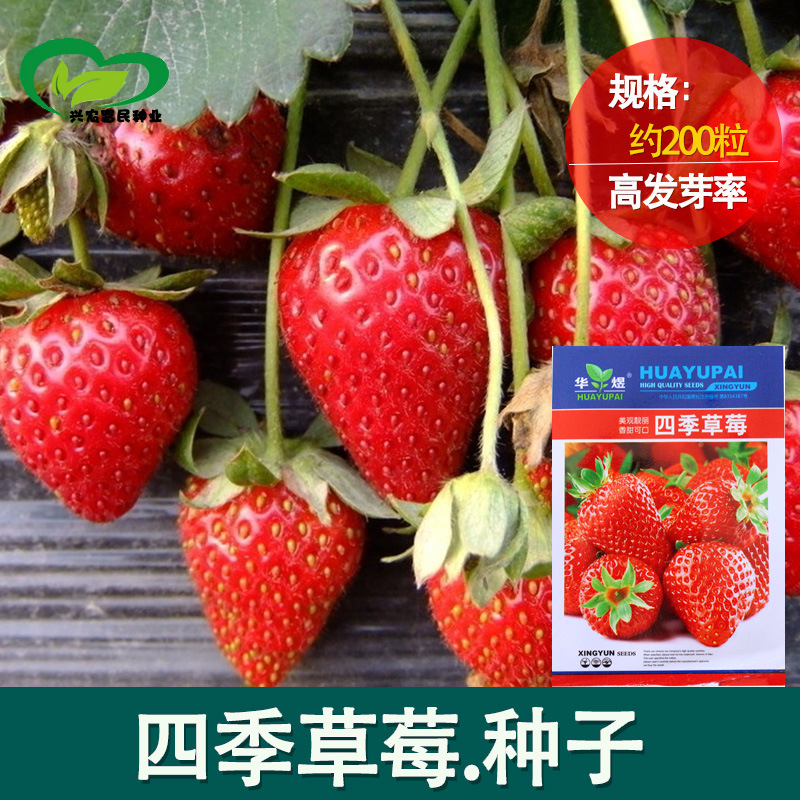 草莓种子四季播种室内阳台盆栽水果农家蔬菜种子秋冬菜籽草莓籽种