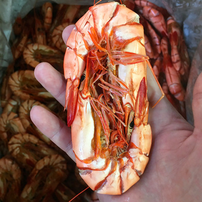 本港直销对虾干九节虾干竹节虾干烤虾海味干货量大价更优一包250g|ms