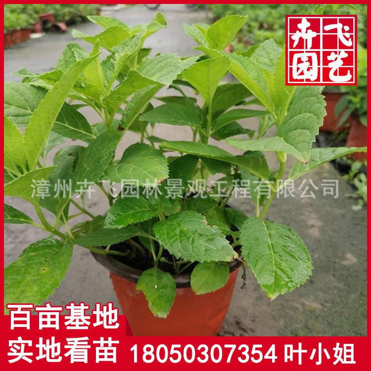 绣球花别名八仙花 紫阳花 七变化 洋绣球 粉团花 种苗花卉网 绣球花别名八仙花 紫阳花 七变化 洋绣球 粉团花 种苗花卉网