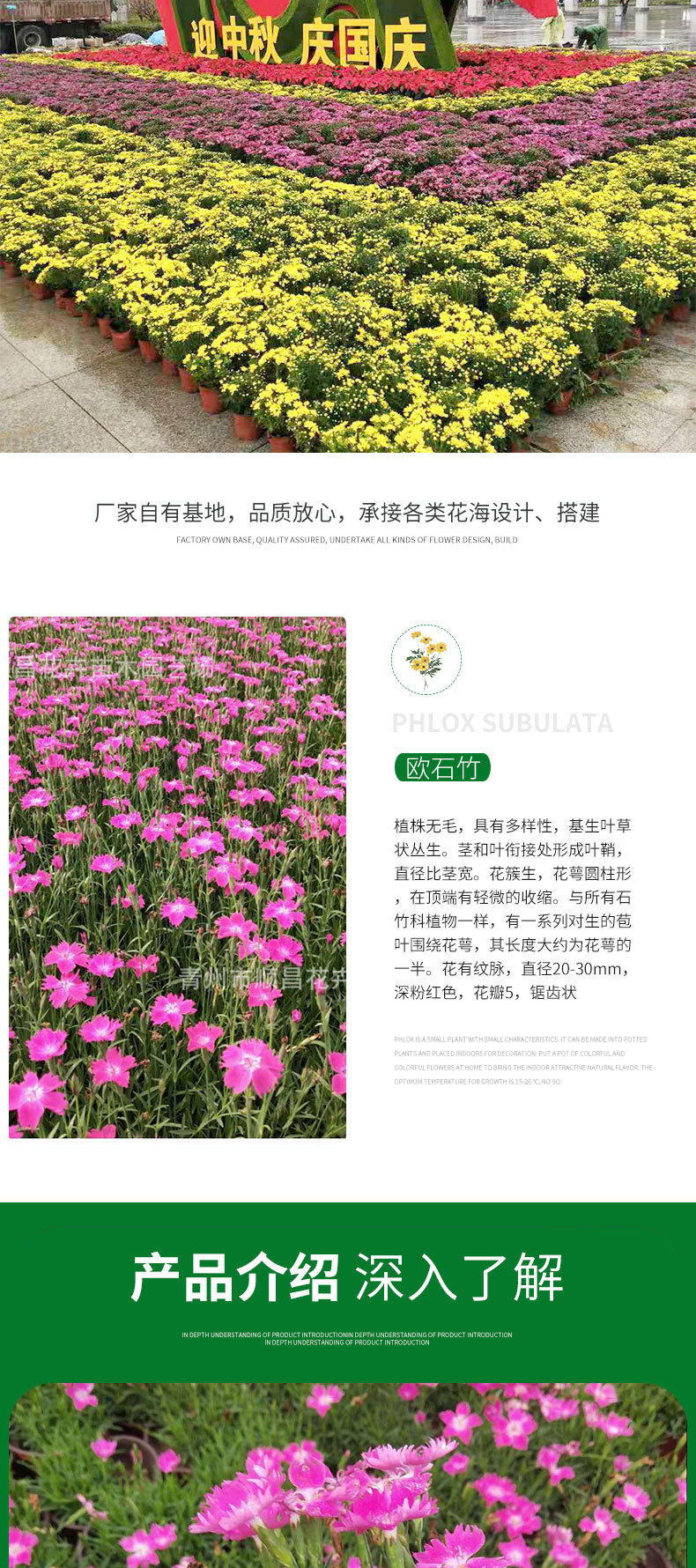 欧石竹详情_02.jpg