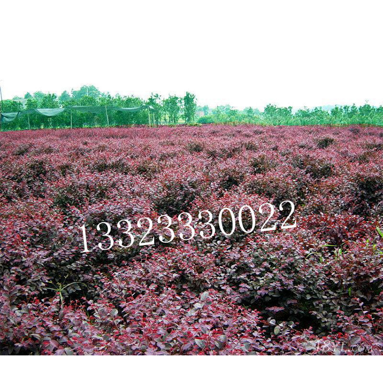 天津市武清区军威园林出售苗木