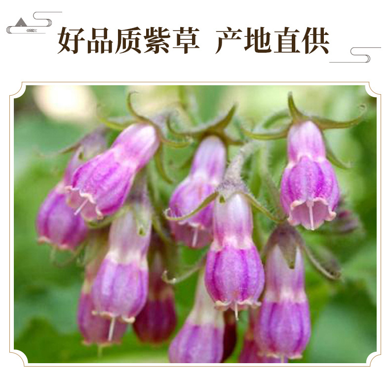 Xinjiang Gromwell Root Zi Cao 紫草 Dried Herb for Red Oil Infusions and Handmade Soap 500g key features