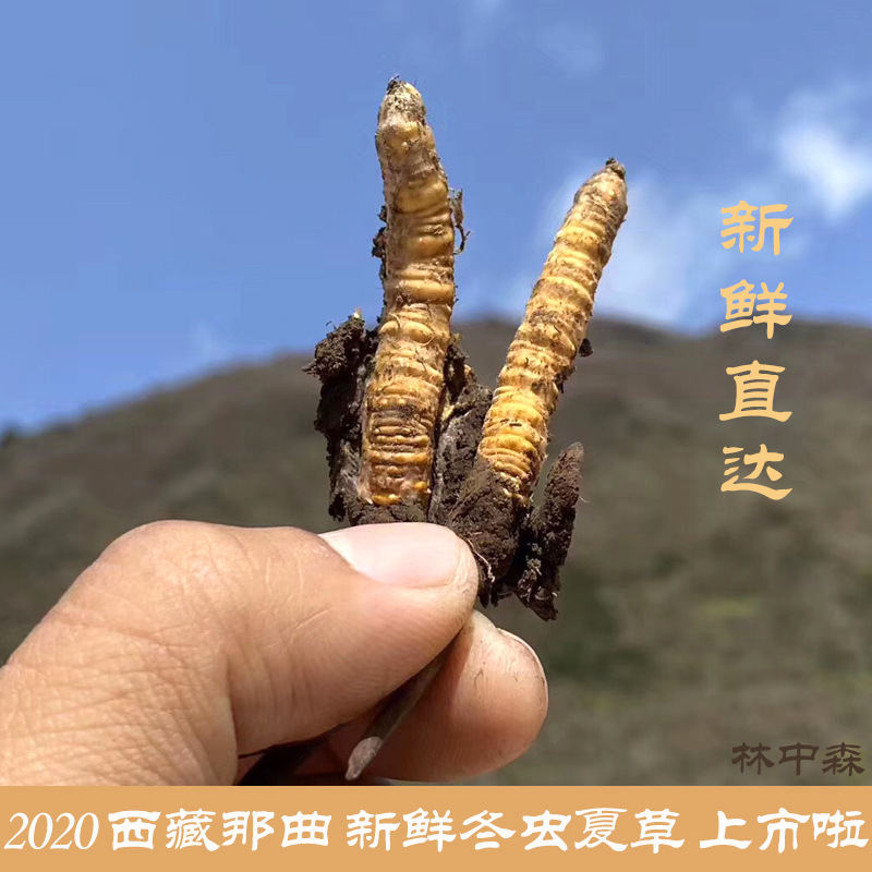 虫草西藏那曲冬虫夏草新鲜冬虫夏草鲜虫草新鲜冬虫夏草产地货源