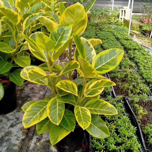 Base Direct Sales of Florals and Green Plants, Outdoor Potted Green Plants to Purify the Air, Home Florals, Golden Rich Banyan