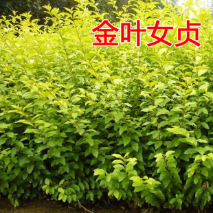 花壇植物圖片 海量高清花壇植物圖片大全 阿里巴巴 花壇植物圖片 海量高清花壇植物圖片大全 阿里巴巴