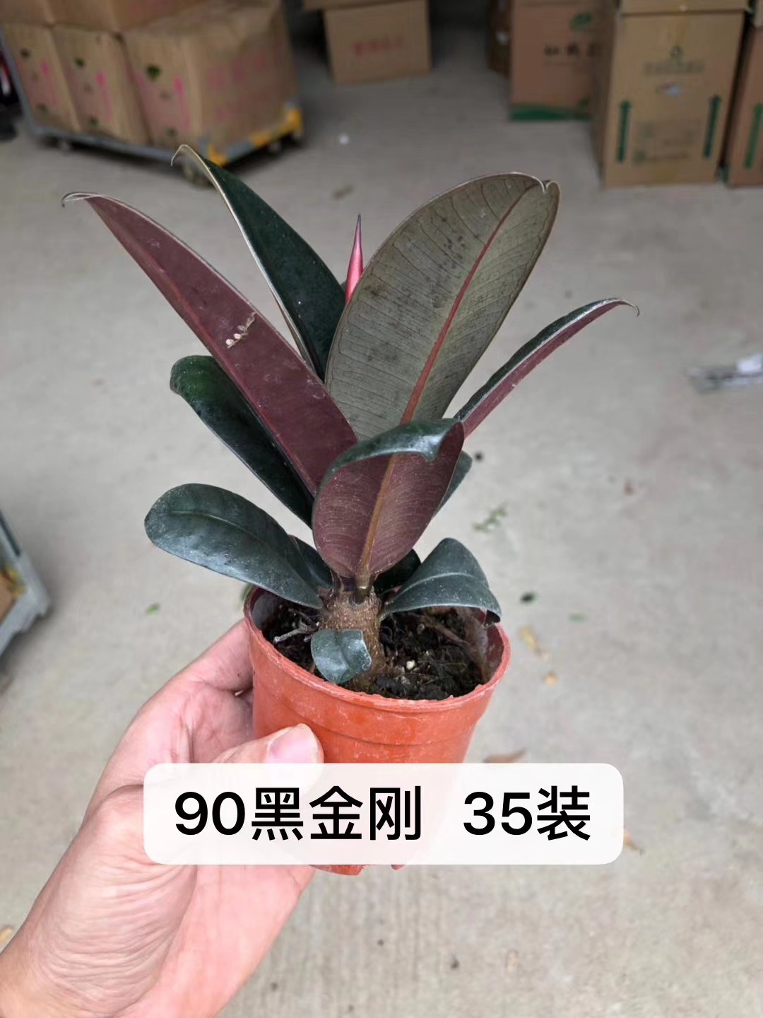 Base wholesale rubber tree 90#Green Diamond Black King Kong Flower…