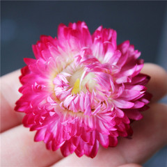 Yunnan Dried Flower Real Flower Arrangement Seven-Color Chrysanthemum Bouquet DIY Flower Head Wheat Straw Chrysanthemum Plant Dried Daisy Home Decor
