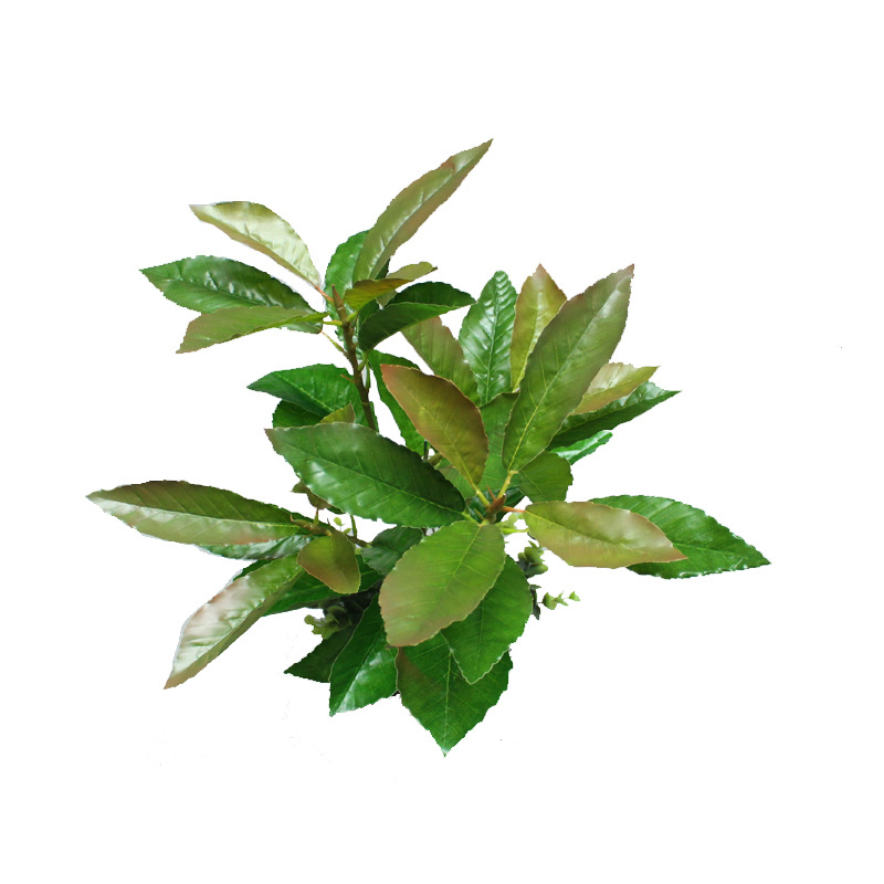 XRB-148 夏栎5叉枝4.jpg