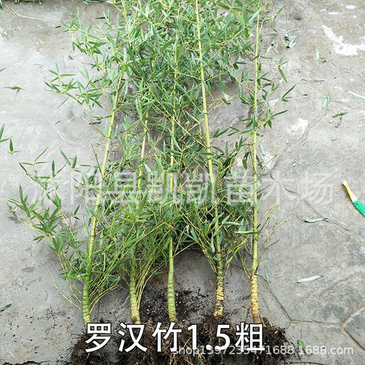 竹子苗盆栽庭院栽植青竹罗汉竹四季长青绿植紫竹金镶玉竹黄金竹|ms