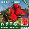 Cream fruit strawberry four seasons for growing plants indoor