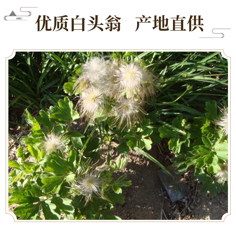 Bai Tou Weng Pulsatilla Root Dried Herb Traditional Decoction Herb 500g key features