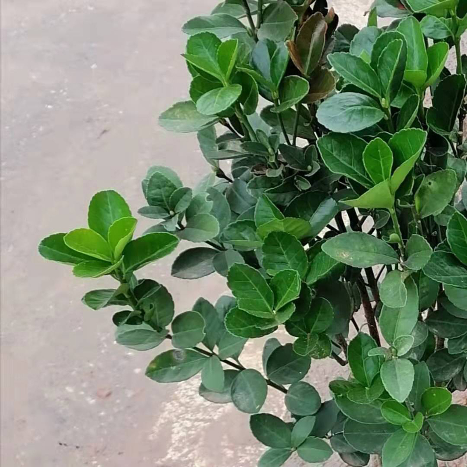 四季常青的灌木类植物,四季常青又耐寒的植物,北方四季常青的植物(第12页)_大山谷图库
