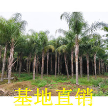 桿高4米 自然高度6.5米 皇后葵樹（金山葵）棕櫚樹 椰子樹