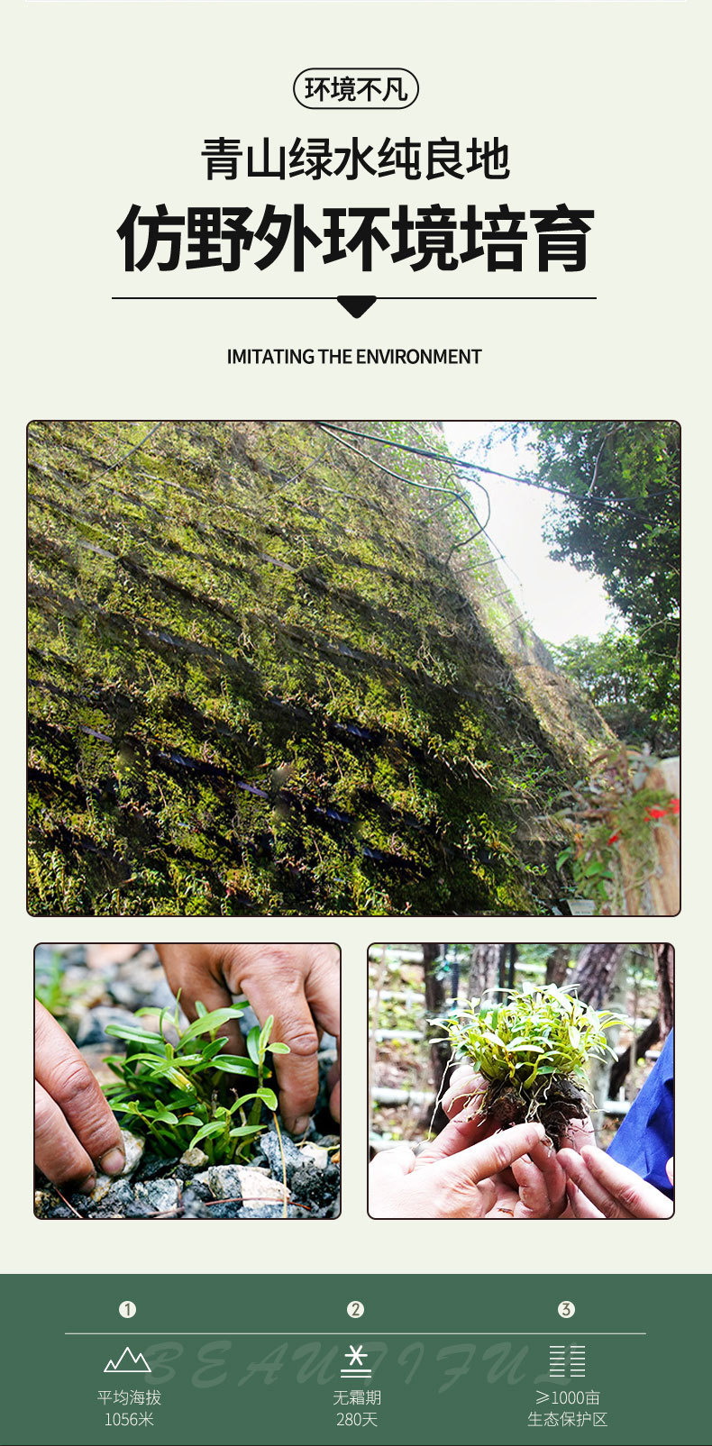 Dried Dendrobium Stem Fengdou 5 Year Shi Hu 30g Bottle for Decoction and Tea specifications