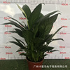 Base direct approval ｜ Princess wine white palm, sailing, potted indoor flowers, green plants purify air