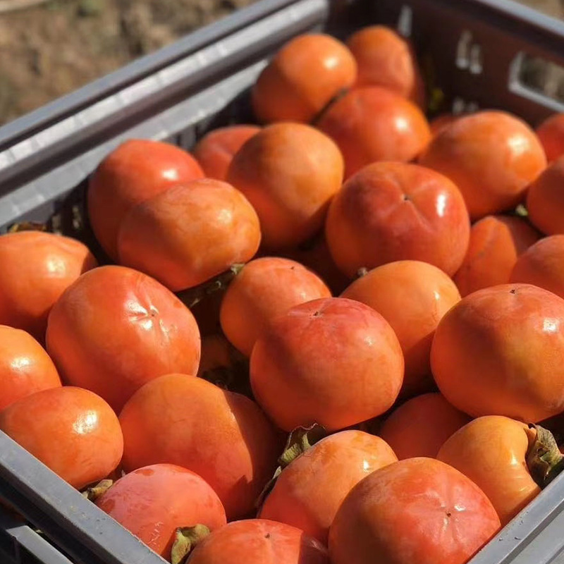 陕西阳丰脆柿子新鲜水果脆甜硬柿子应季水果果园现摘现发5斤包邮|ru