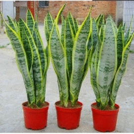 盆栽;乔木;灌木