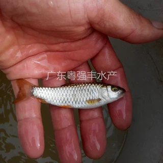 苗场供应军鱼苗，大量青竹鲩鱼苗批发 军鱼苗活体出售