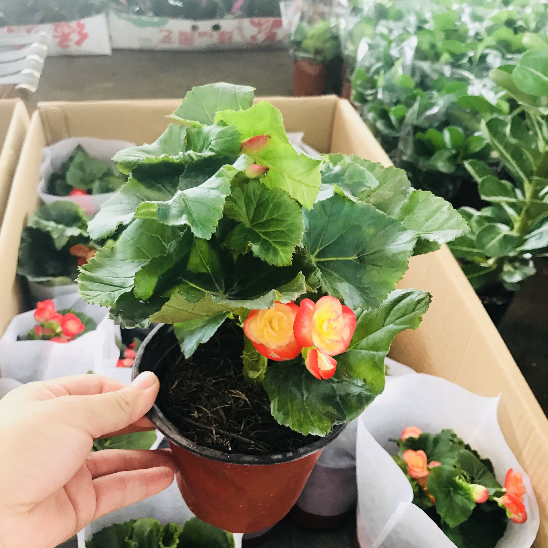 Теплица оптом зеленые цветы в горшках Крытый офис Настольный просмотр цветов Растения Роза Бегония Four Seasons цветение