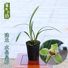 建兰老种 水晶皇梅 兰花苗夏带花苞浓香四季花卉植物盆栽