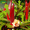 Red okra seed farmland vegetable garden base planting fruits tender pod brown red flavor fresh red okra seeds