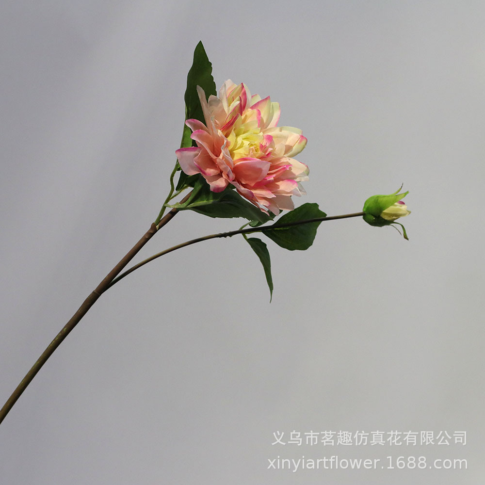 单枝,花束,玫瑰(第15页)_大山谷图库