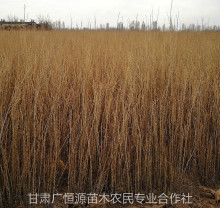 �����½����� �V�aԴ��ľ�������󹩑� 30-60����һ�����������