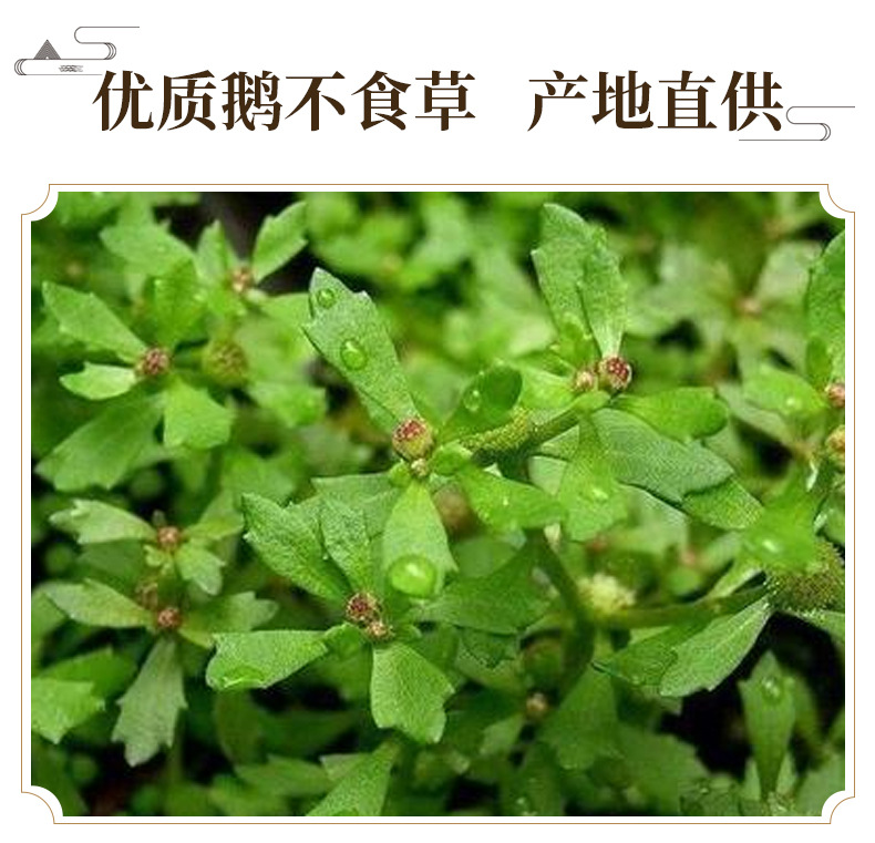 Dried Centipeda Herb E Bu Shi Cao Whole Plant 500g Natural Sun Dried Traditional Chinese Herb key features