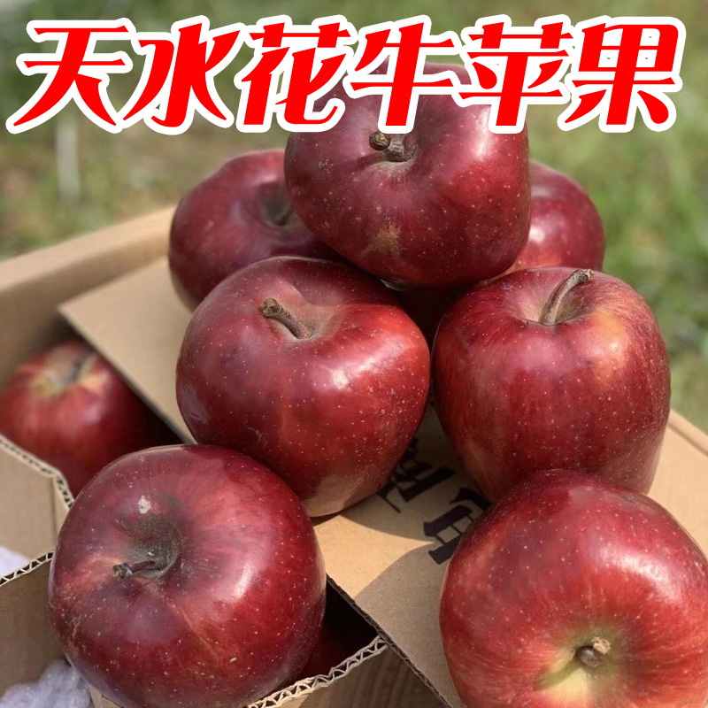 『甘肃天水花牛苹果』新鲜当季香甜多汁红蛇果整箱现摘一件代发