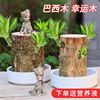 Brazilwood lucky Hydroponics Potted plant Botany indoor Office desktop Green plant Potted plant Groote Lazy man