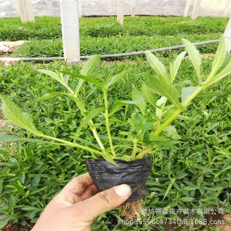 Цветок вербены, морской пейзаж, зеленение, вербена Санто, устойчивая к засухе и холоду, парковый двор