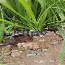 青州草花 崂峪苔草 青绿苔草 常绿观赏草 园林绿化 宿根时令花卉